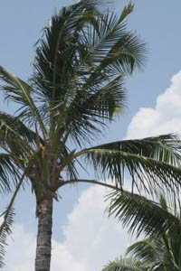 Palm Tree
