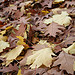 Leaves of Fall