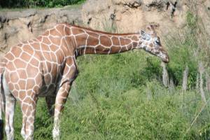 animals