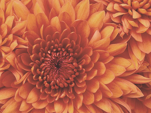 Lorem ipsum dolor sit amet, consectetur adipisicing elit.