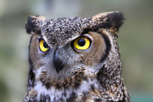 Owl Image
