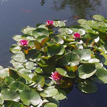 Pink Water Lillies