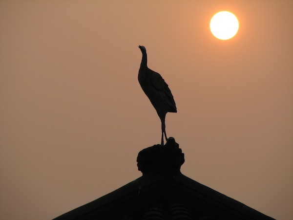 Bird in china