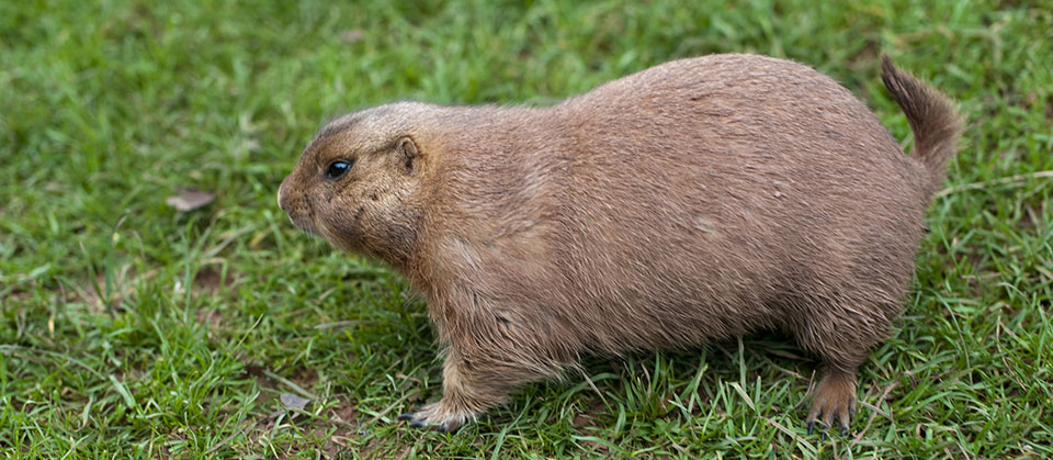 Guinea pig