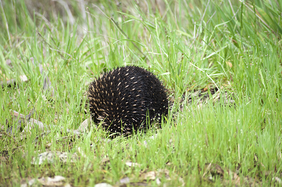 Hedgehog