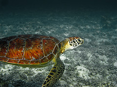 Plants: image 1 0f 9 thumb