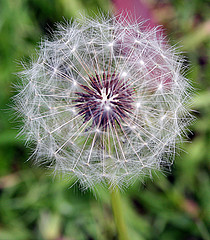 Plants: image 1 0f 9 thumb