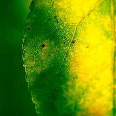 Plants: image 1 0f 9 thumb