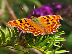 Plants: image 1 0f 9 thumb