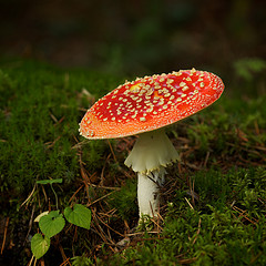 Plants: image 1 0f 9 thumb