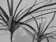 These plants never die
