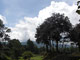 At Iximche, the trees shape the clouds