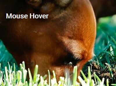 Image Zoom On Mouser Hover And Move - jQuery ZoomIt