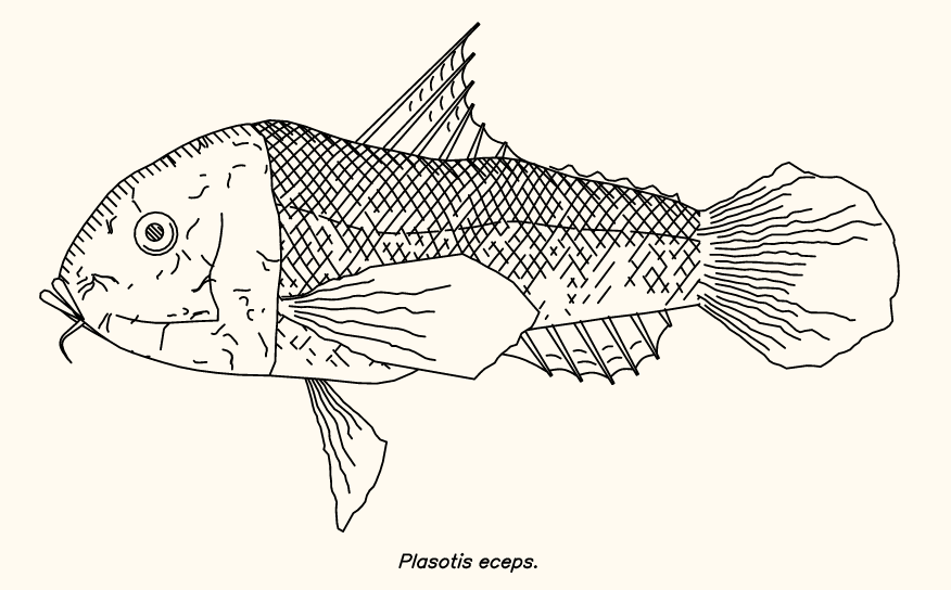 fishdraw