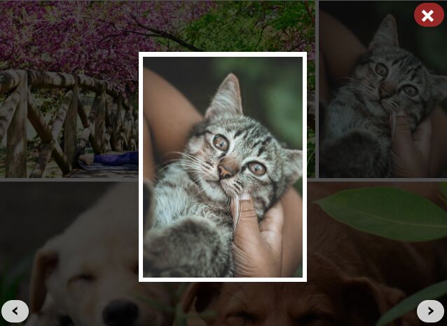 Justified Image Grid With Lightbox - jQuery Flex Photo Gallery
