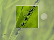 Easy Flexible jQuery Image Zoom Plugin - Sprite Zoom