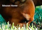 Image Zoom On Mouser Hover And Move - jQuery ZoomIt