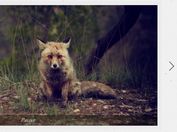 Infinite Image Carousel / Slideshow Plugin with jQuery - Handy Slider