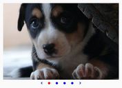 Basic Slideshow / Carousel Plugin With jQuery - Carrusel