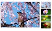 <b>jQuery Plugin For Pretty Image Slider With Thumbnails - desoSlide</b>