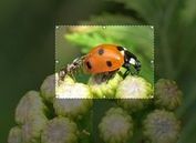 jQuery Plugin for Image Cropping Functionality - imgAreaSelect
